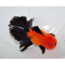 Red-Black Oranda Goldfish. (Qty of 2) 3-4" in size. These will look great in your tank or pond.